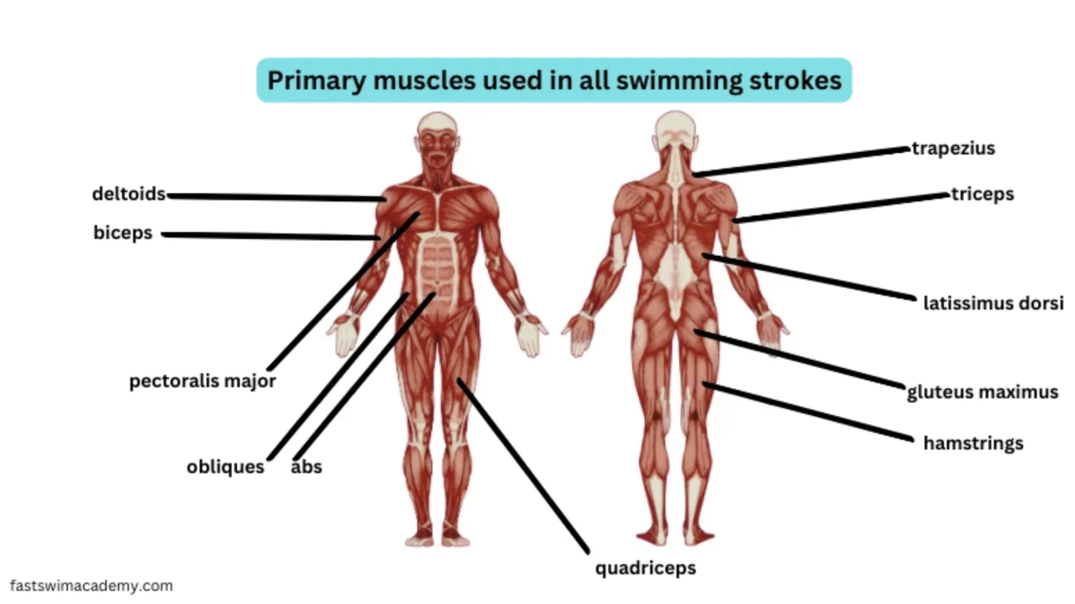 swimming build muscle